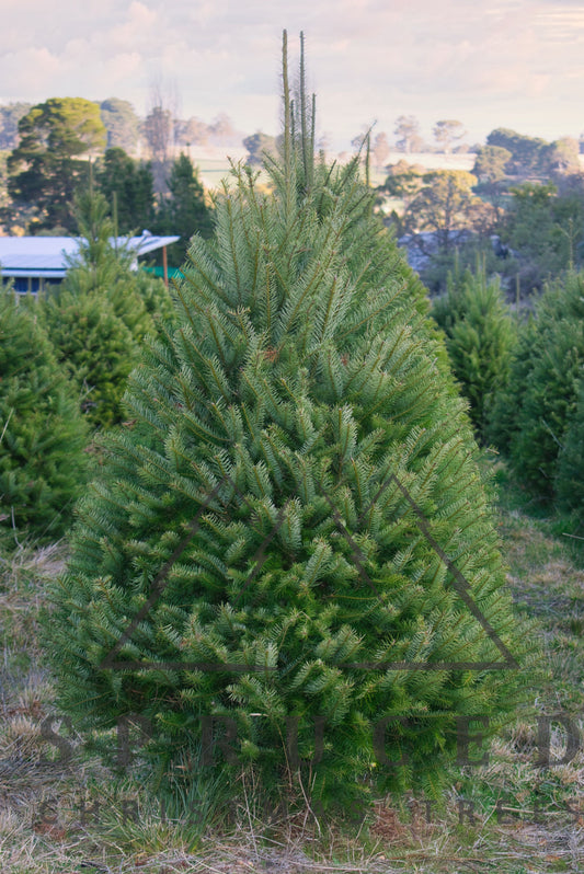 ++NEW++ Fresh Cut Douglas Fir Christmas Tree