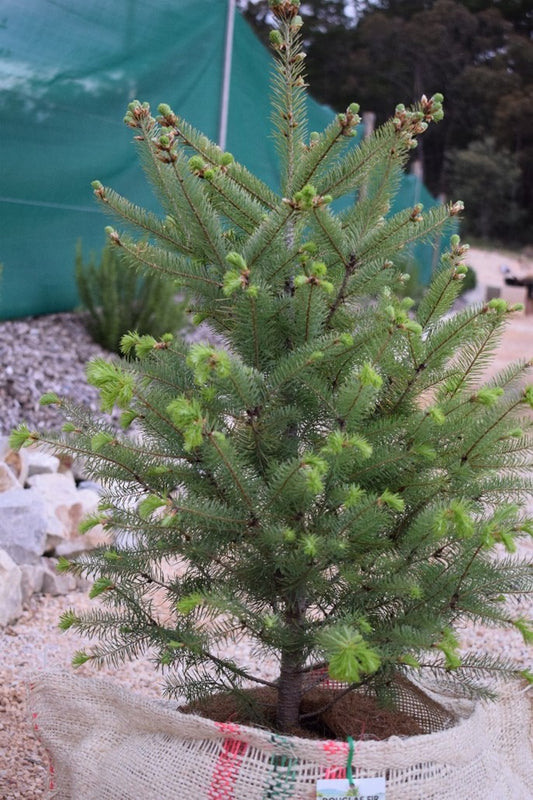 Rockpine Christmas Tree Farm Sydney rockpine