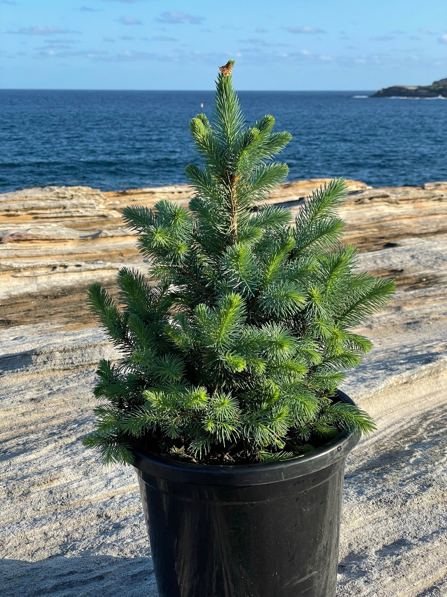 Blue Spruce Potted Christmas Tree rockpine