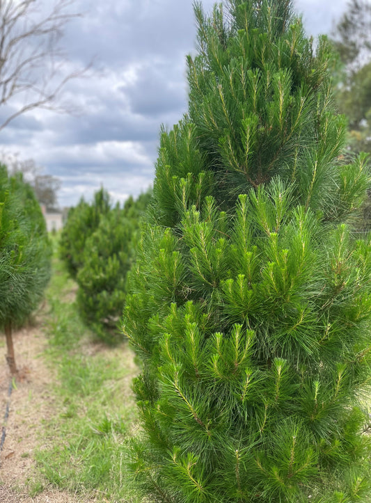 Fresh Cut Pine Christmas Tree